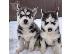 PoulaTo: Πωλούνται αξιολάτρευτα κουτάβια Husky Siberian